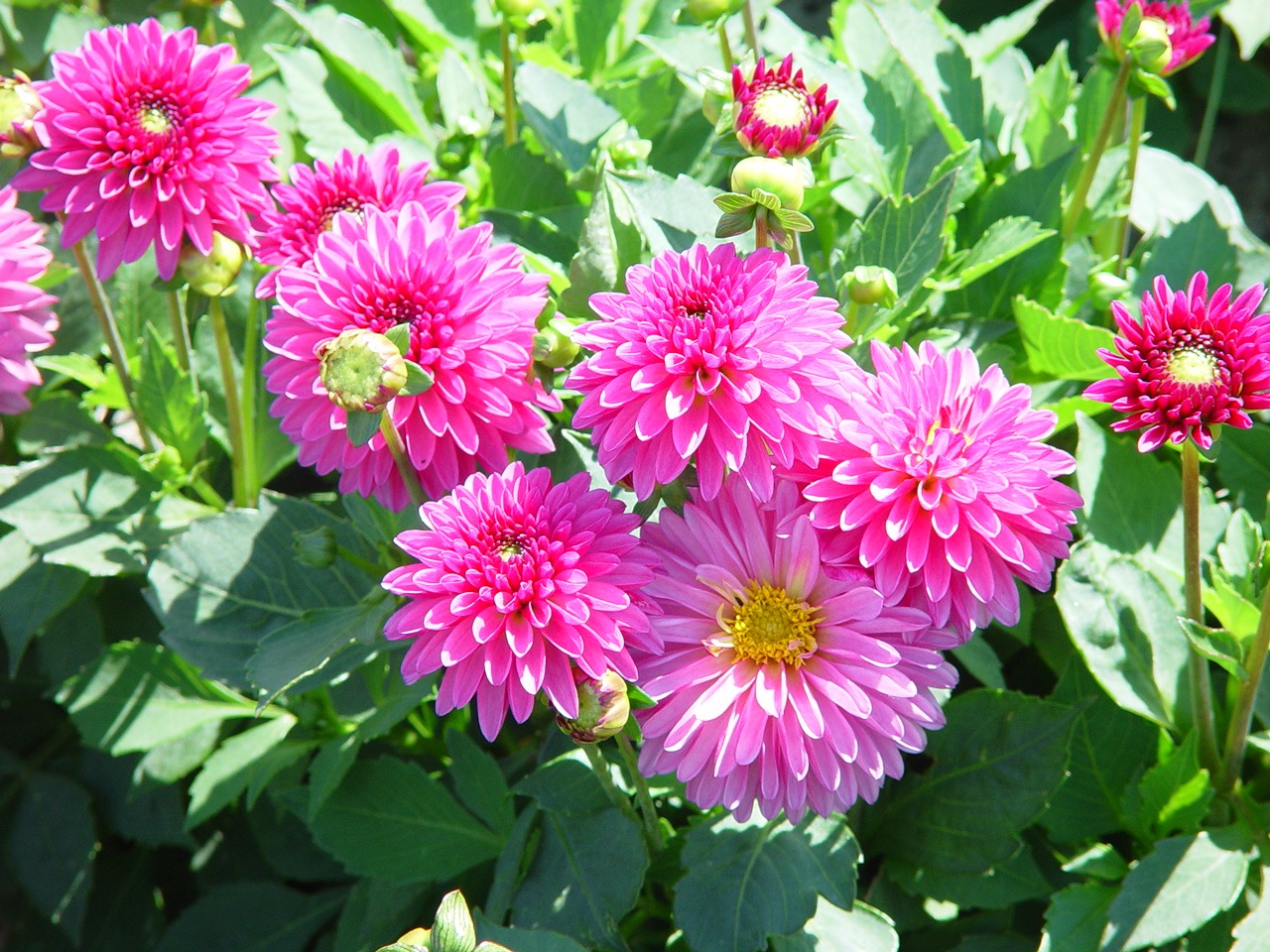 Dahlia 'Cheeky Glow'